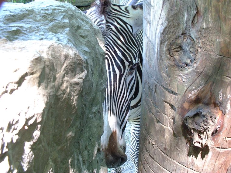 Our zebra friend